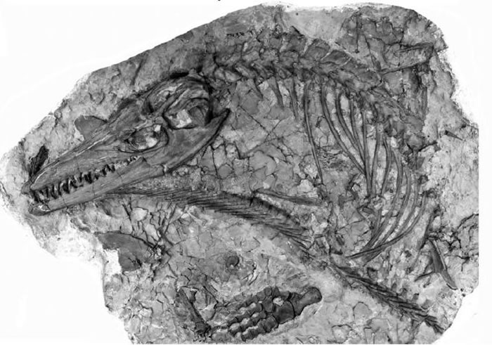 ���ô󰢶�����ʡҳ���з��ֵ�7400����ǰ�����������ʯ��ʾ�š����֡�֮ս