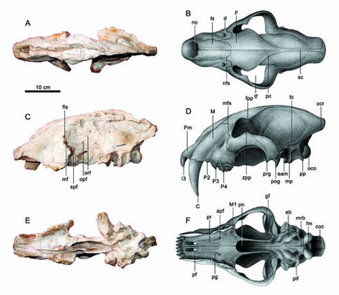 �ֽ��ݻ�ͷ�ǻ�ʯ���������ԭ����褻棩