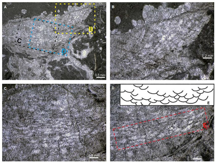 “倒挂”生长在瓶筐石内的泡沫层孔海绵。A. 泡沫层孔海绵的全貌;B-D. 泡沫层孔海绵的细节。E. 泡沫板临摹图