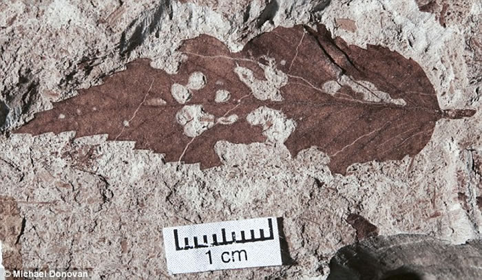 ��������¼��������ϰ�����̬ϵͳ�ָ����ٶ��Ǳ����������