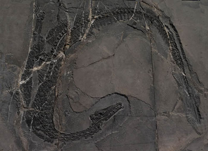 �ξ�������Litorosuchus somnii����ʯ�걾�����ͼ��