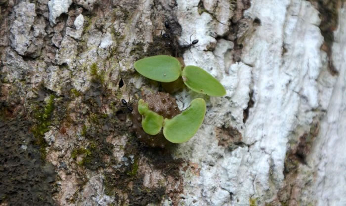 ����������ġ�ũ�򡱣�쳼�һ�����ϣ���ͷ���ϣ���������ǰ�Ͷ���ũҵ��ֲ