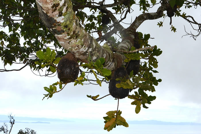 쳼�һ�����ϻᴫ������ֲ�����ӣ�Ȼ��ʩ��ֱ��������ζ�Ĺ�ʵ�����ճ�Ϊ���ǵ�ʳ����Դ