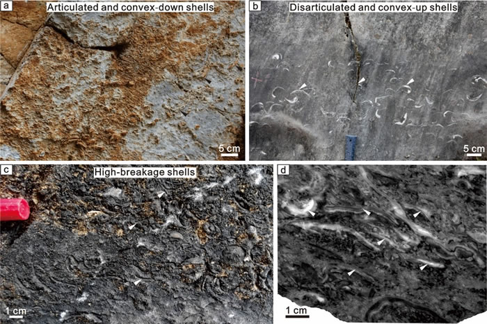 ֲͬ͵Ĵ籩Ұ⣨a, bc͹棨dƬ