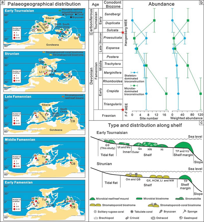 ����ͷ�����-ʯ̿�Ͷ������ڹǼ�����Ϊ����΢����Ϊ�������ｨ������ͣ�a������ȣ�b���͹ŵ����ֲ���a, c��ͼ