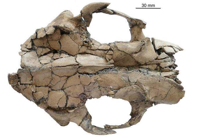 ���̩��ˮ̡����ͷ�Ƕ����