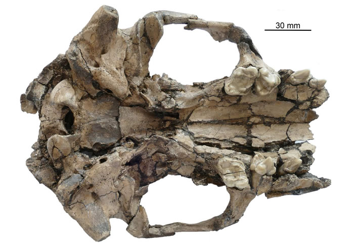 ���̩��ˮ̡����ͷ������