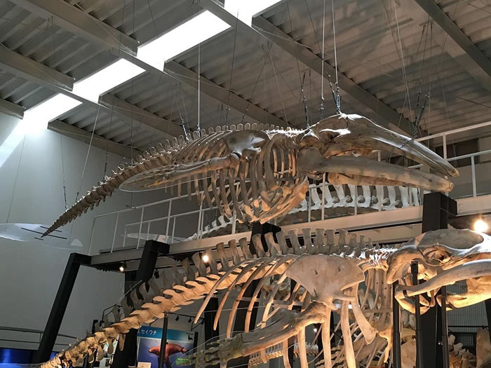 �ִ�����̫ƽ�������Ҿ���ȫ�������걾��ͼƬ�м䡣�·��Ĺ����걾ΪС�뾨�������������ձ���������Ķ��ﻯʯ����ݡ�