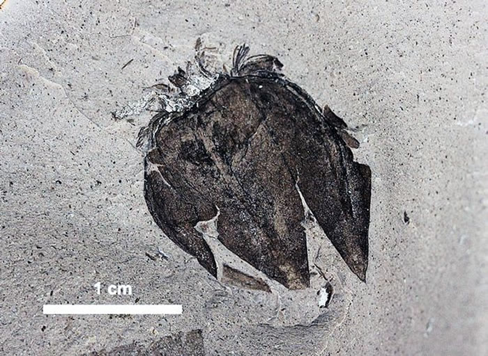 ����͢����������ʷǰ���׷���5200����ǰ�ĵ�����������ʯ