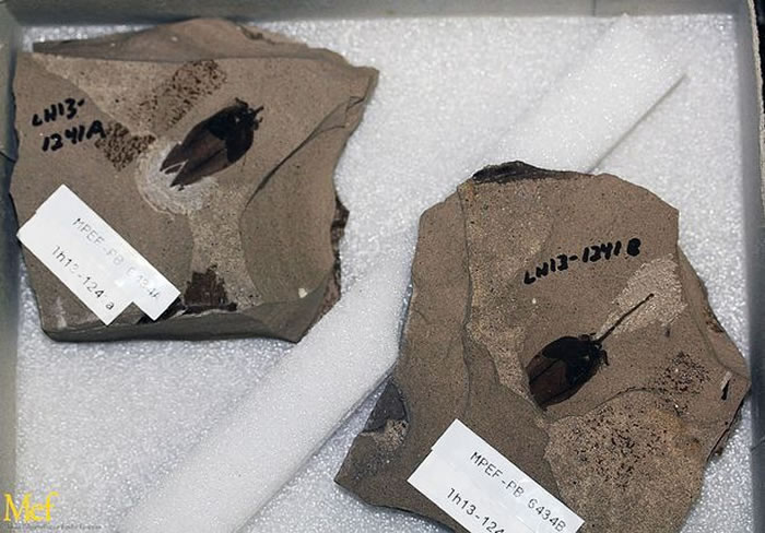 ��ʯ�ķ������ѿ�ֲ�����Դ��ǰ��������2500����