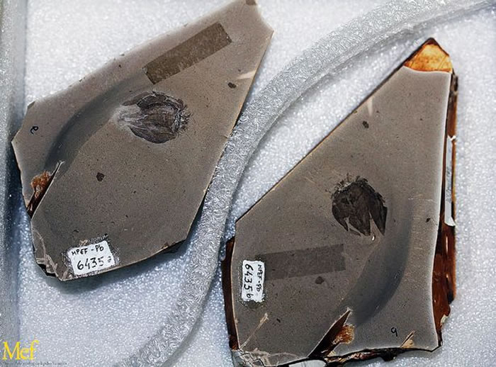 ��ʯ֤�����ѿ�ֲ��5200����ǰ���Ѵ���