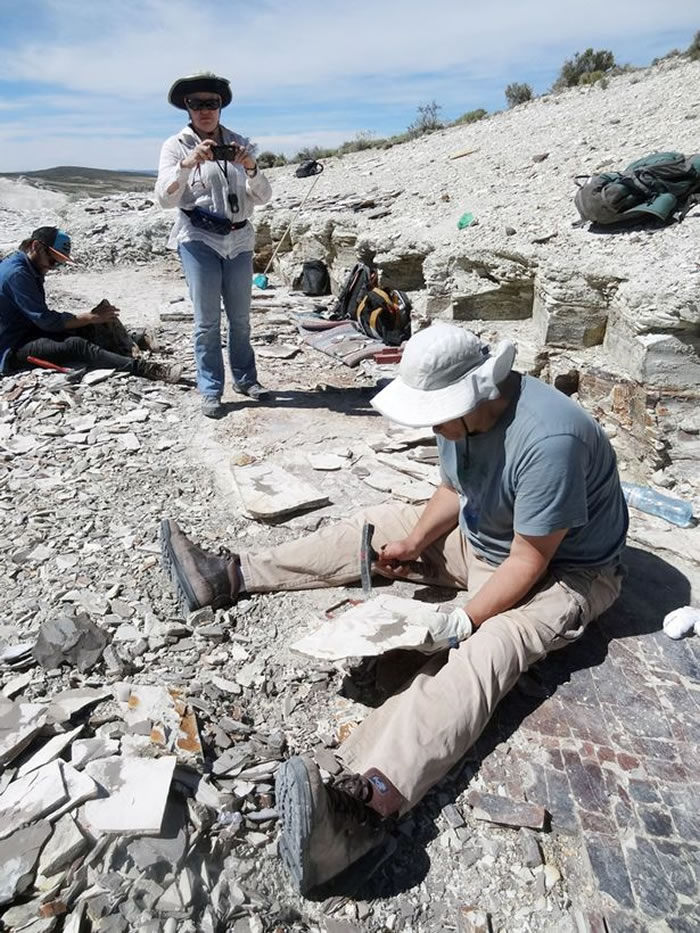 ��ѧ����ʷǰ���׷��ֻ�ʯ