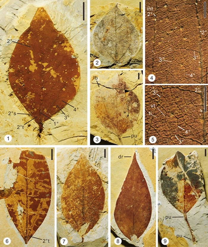 ��Ҷ����ɻ�ʯ