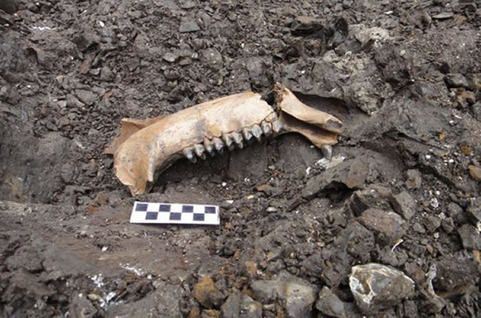 ���������ǻ�ʯ