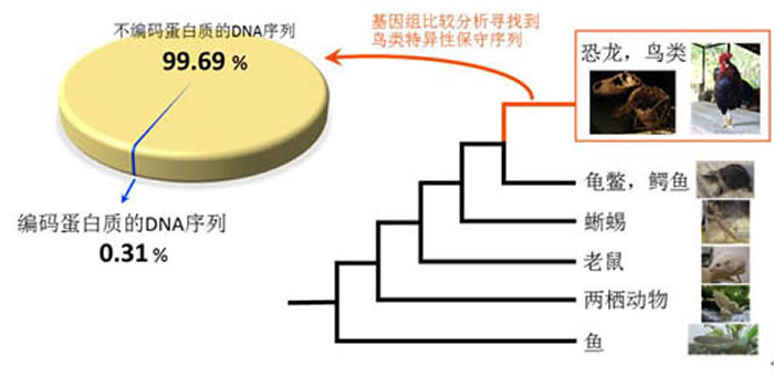 �������ݻ������м���û�в����µĻ���ͨ���Ƚ�48ֻ��9����������Ļ����飬�������������챣�ص�DNA�����У�����ȫ�ǣ�99.69%�������뵰���ʵġ�