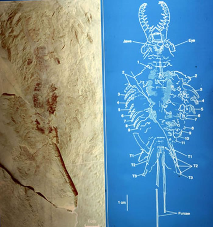 奇虾化石与结构图对比