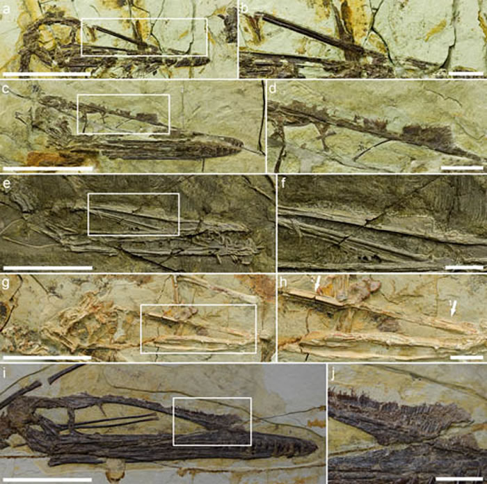 ���������ͷ�εĶ����ԣ����Ĺ�ͼ��a, b �C�й���������; c, d �C���������������; e, f �C�±걾 (IVPP V 17957); g, h�Cδ��