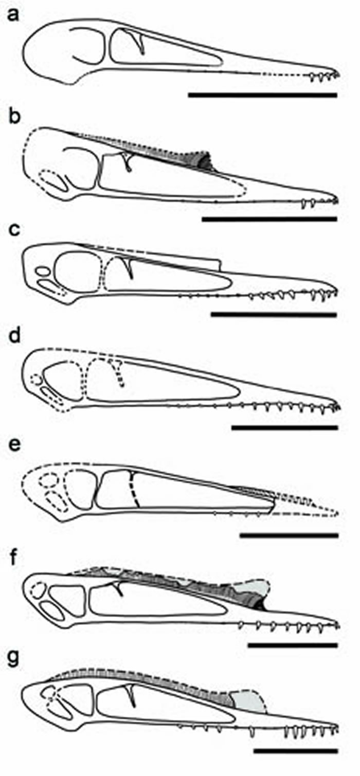 ���������ͷ�Ǹ�ԭ����ͼ�����Ĺ�ͼ��a�C�й���������; b�C���������������; c�C�±걾(IVPP V 17957); d�C���е��ı걾��ZMNH M8802