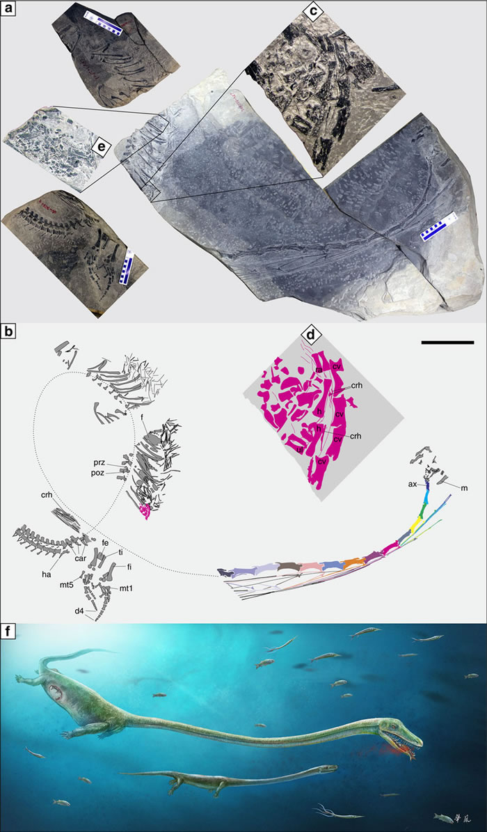 ���о�չʾ2.45����ǰ�������ж����ͷ����Ϊ̥���Ļ�ʯ֤��