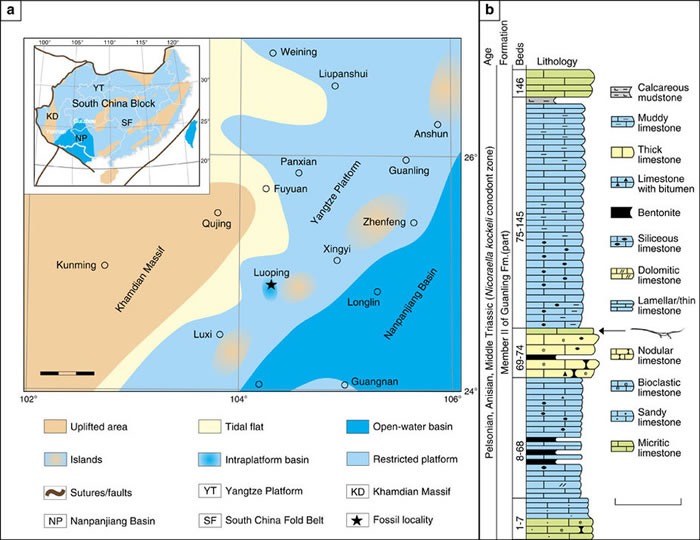 ���о�չʾ2.45����ǰ�������ж����ͷ����Ϊ̥���Ļ�ʯ֤��