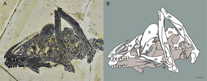 ����STM 16-18ͷ�ǵ���Ƭ����ͼ&nbsp;�����Ϲ�ͼ��