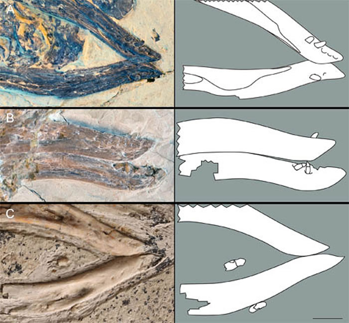 һЩ���������ݵĻ���걾&nbsp;�����Ϲ�ͼ��