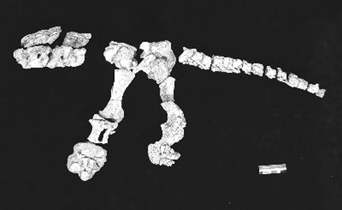 ��ˮ�㽭����׵�弰��֫��ʯ