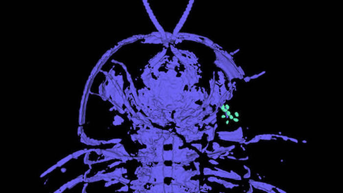 ��ʯ֤����ʾ��Ҷ�����ֳ����ͷ��