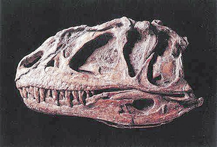 ��ѡ�й�����������Ʊ ��������Ϊ������Ƭ