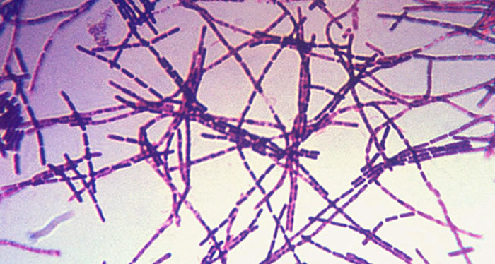 ��ѧ�ҷ�������Ϊֹ����ϵ�΢�廯ʯ������Լ37.7������ʷ��