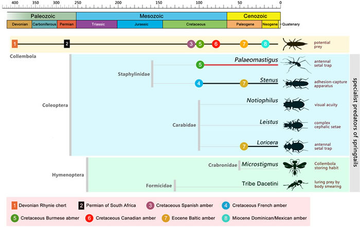 �����ר�����沶ʳ�ߵ�ϵͳ�ݻ�ͼ