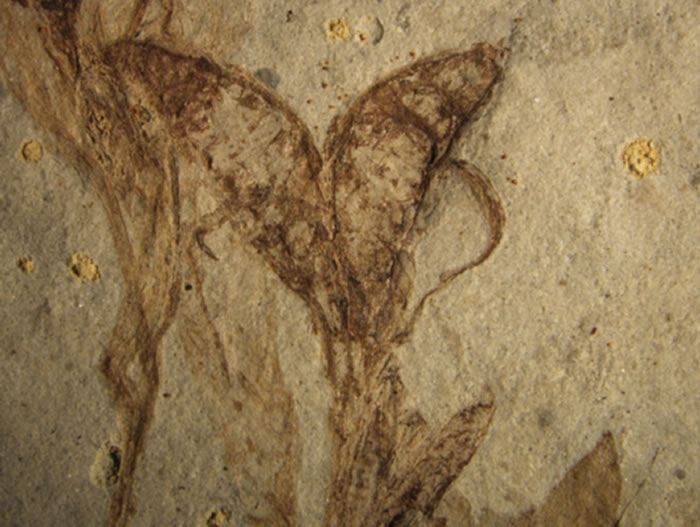 中国早白垩世一个类似人字果的被子植物化石