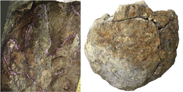 ���������ѧ�������ڼ���ʡ�ӱ߳��������ݷ��ֿ����㼣Ⱥ