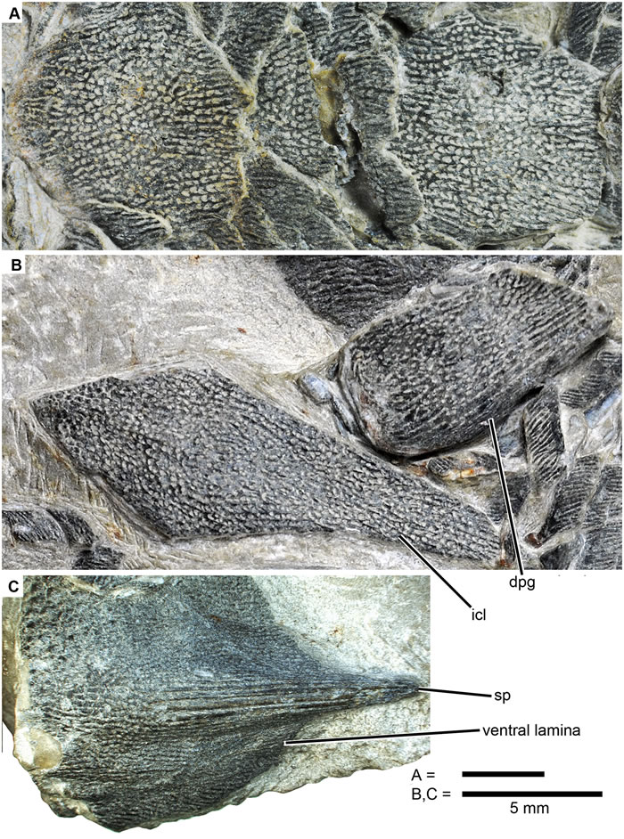 4.2����ǰ����������Ƭ�Ĺ����ࡪ�����ϼ�����