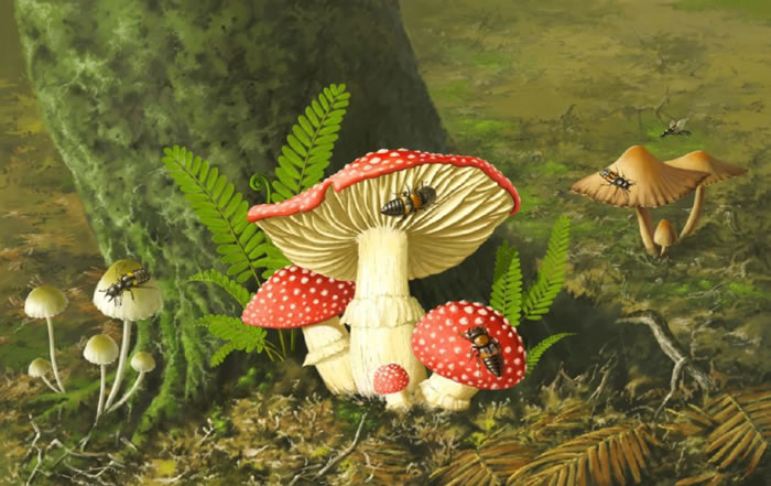 白垩纪中期巨须隐翅虫取食蘑菇的生态复原图。