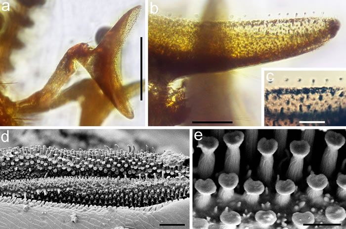 巨须隐翅虫的口器,显示下唇须末端的嗅觉感受器。比例尺在a为200微米,b为50微米,c和d为20微米,e为5微米。