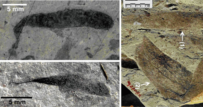 �������־��15.6����ǰ����������Ĵ��Ͷ�ϸ�����ﻯʯȺ