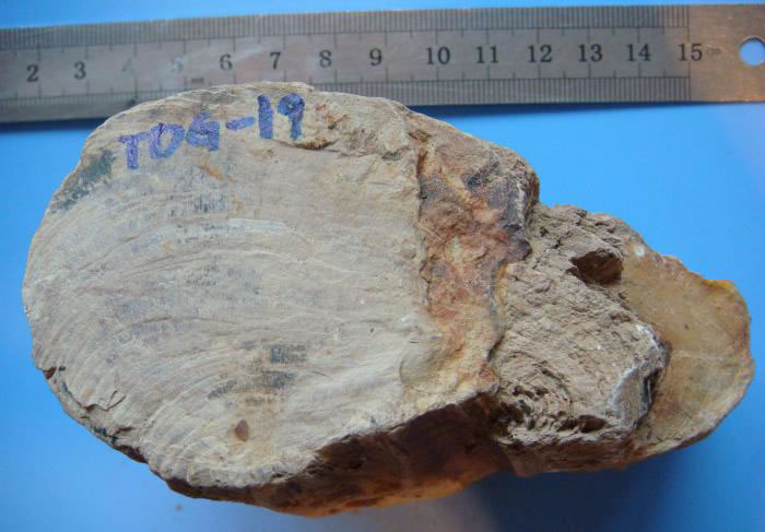 �����������������ֲ��ľ�Ļ�ʯ