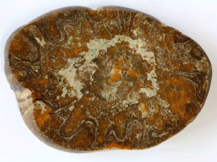 白垩纪桫椤茎或金毛狗蕨茎横切面