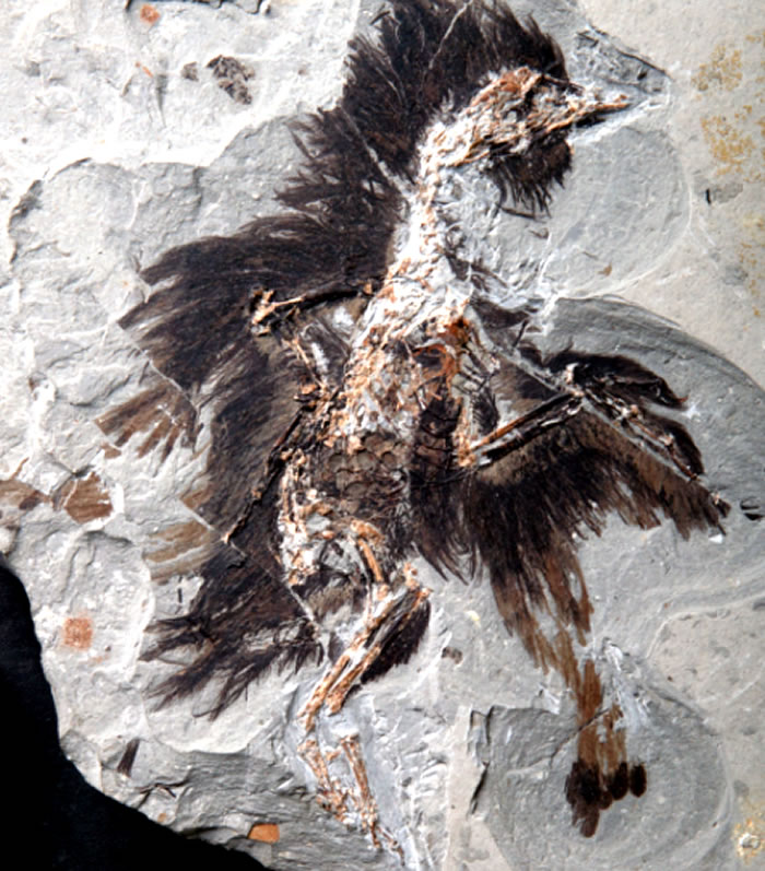 1.3����ǰ��ë���ǵ��׵ķ���ʹ������ɫ�ʸ�ԭ���ӿ���