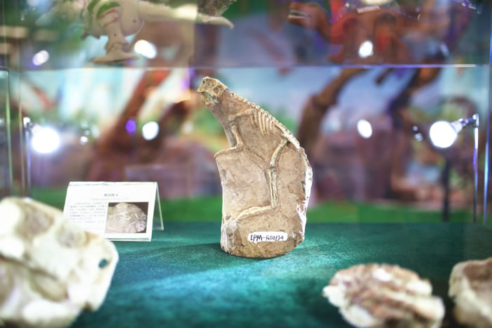 阜新市国土资源局开展重点保护古生物化石登记工作