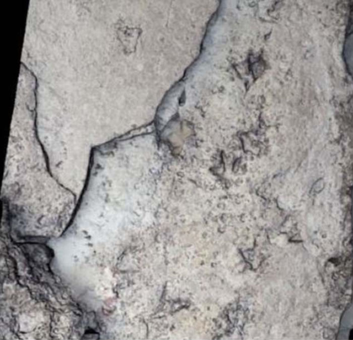 ���޵�٪�޼͹�԰������ʡ��������21�ֲ�ͬ�����Ļ�ʯ�㼣