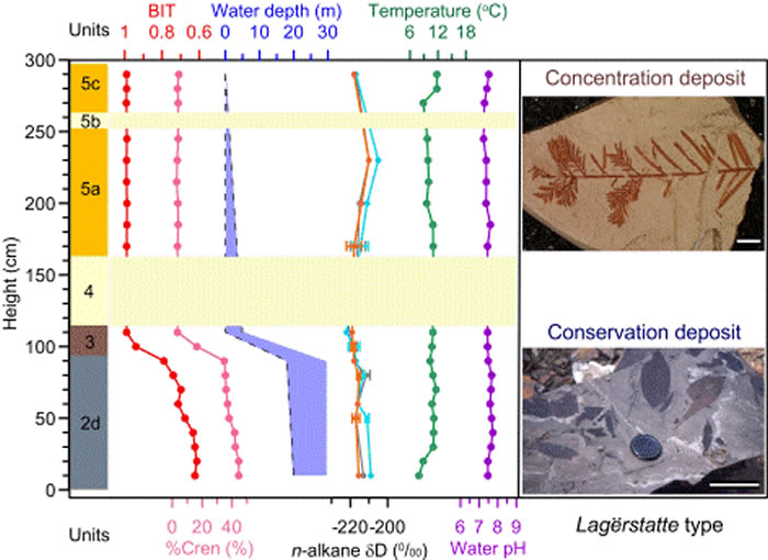 Clarkia�ź�P-33�����л�����ѧָ��ָʾ������ͺ��������仯����Unit3��λGDGTsˮ��ָ�꣨BIT��%Cren��ָʾ��һ�κ�������½��¼�����Ҷ