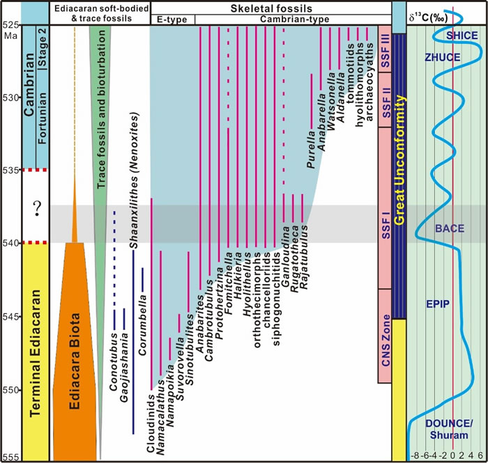 前寒武纪-寒武纪典型生物化石的时间延限与碳同位素演化关系综合示意图