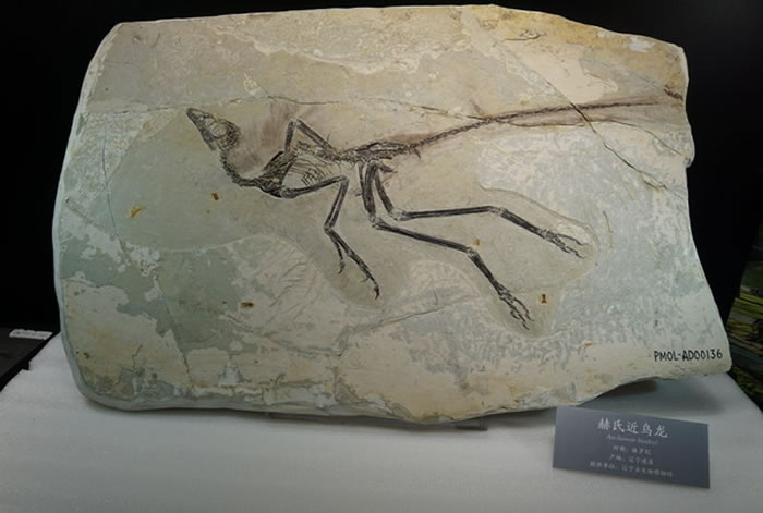 “守护远古的生命——海外追索及国际交流化石展”开幕式在中国地质博物馆举行