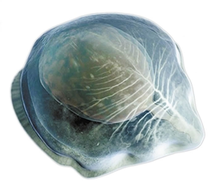 2004�����Ͱ�����Ⱥ��������ϵ�����Գƶ��С���桱������ԭͼ