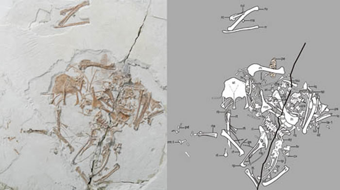 ����ʳ�㷴�����ͻ�ʯ��������ͼ��