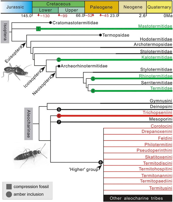 白蚁和前角隐翅虫的演化谱系图