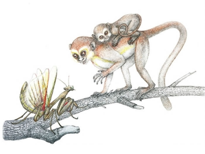 中国科学家公布曙猿复原图 渑池上河曙猿遗址获立碑保护