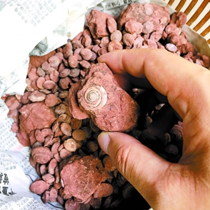 三水盆地发现的腹足类化石。